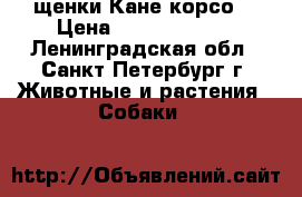 щенки Кане корсо. › Цена ­ 25000-50000 - Ленинградская обл., Санкт-Петербург г. Животные и растения » Собаки   